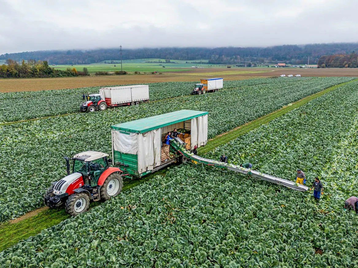 Gemüse aus Eigenanbau