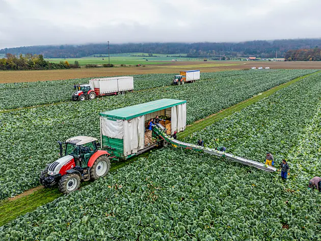 Gemüse aus Eigenanbau