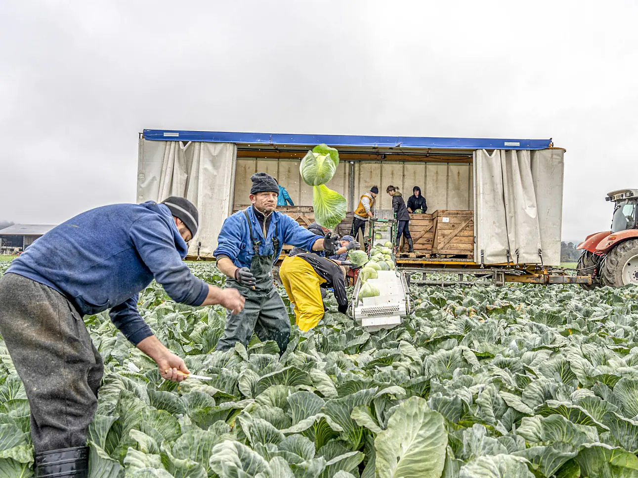 Gemüse aus Eigenanbau